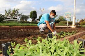 ALANYA MEVSİMLİK ÇİÇEKLERLE DONATILIYOR