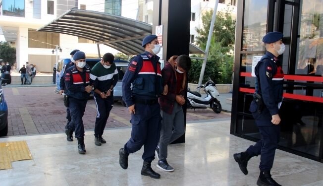 Avokado hırsızları cezaevini boyladı