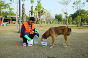 antalyada-sokak-hayvanlari-unutulmadi-001