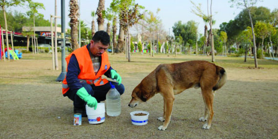 Kısıtlamada Sokak Hayvanları Unutulmadı