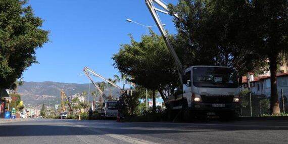 ALANYA BELEDİYESİ BUDAMA ÇALIŞMALARINA DEVAM EDİYOR