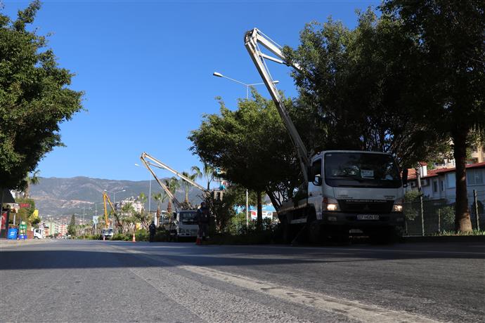 ALANYA BELEDİYESİ BUDAMA ÇALIŞMALARINA DEVAM EDİYOR