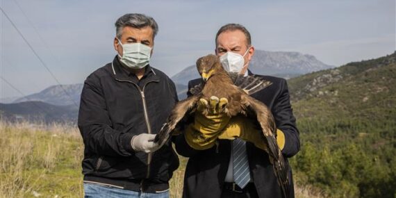 TEDAVİLERİ TAMAMLANAN BİR KARTAL VE İKİ ŞAHİN DOĞAYA SALINDI