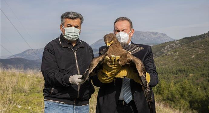 TEDAVİLERİ TAMAMLANAN BİR KARTAL VE İKİ ŞAHİN DOĞAYA SALINDI