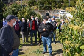 Antalya-büyükşehir-belediyesi-çiftçiye-budama-eğitimi-verdi