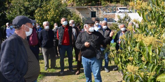 Antalya Büyükşehir Belediyesi çiftçiye budama eğitimi verdi