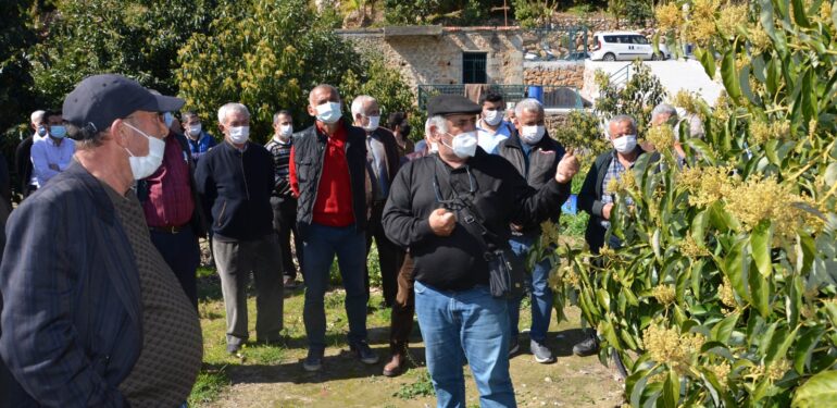 Antalya Büyükşehir Belediyesi çiftçiye budama eğitimi verdi