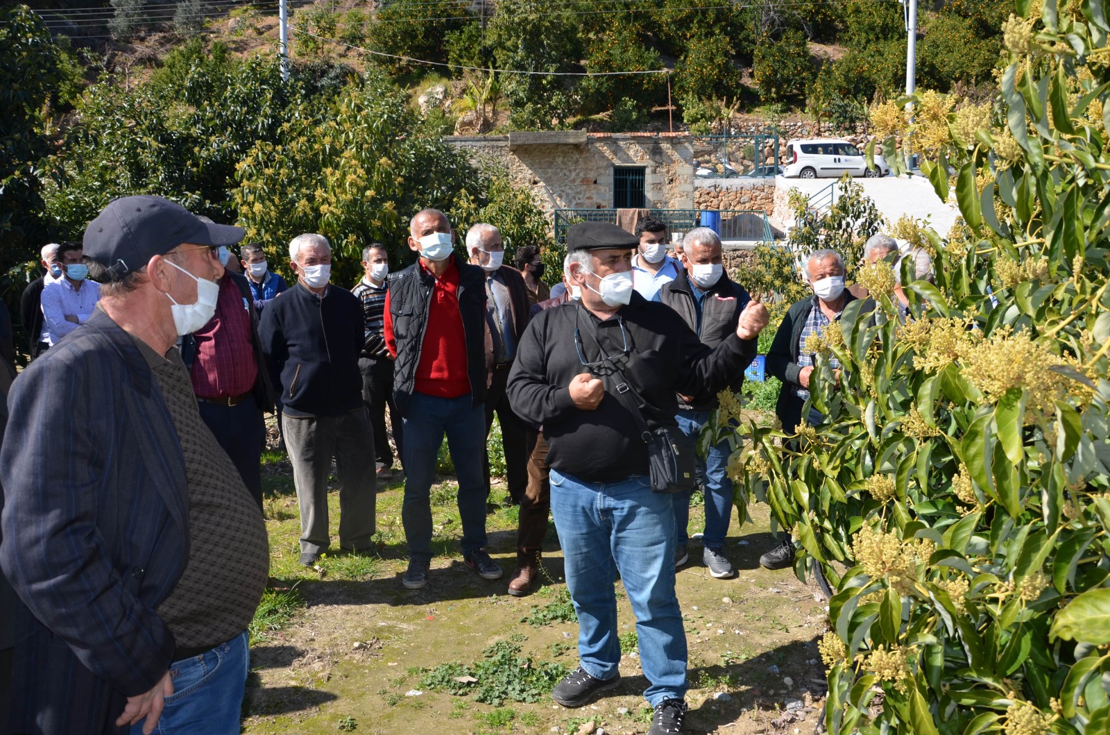 Antalya Büyükşehir Belediyesi çiftçiye budama eğitimi verdi