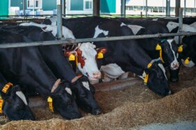 Büyükşehirden_hayvancılığıa_destek