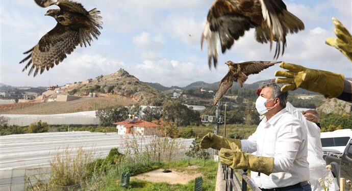 ALANYA BELEDİYESİ TARAFINDAN TEDAVİ EDİLEN 3 ŞAHİN DOĞAYA BIRAKILDI