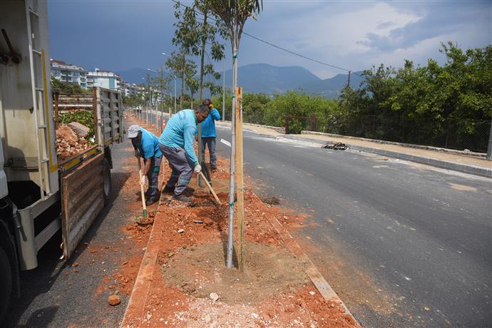 HAYRİ DOĞAN CADDESİ AĞAÇLANDIRILIYOR