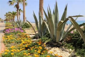 OBA VE TOSMUR SAHİL BANDINDA PEYZAJ DÜZENLEME ÇALIŞMALARI BAŞLADI