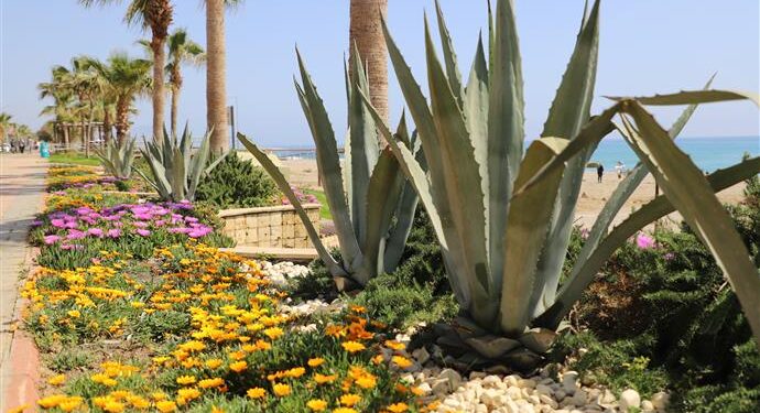 OBA VE TOSMUR SAHİL BANDINDA PEYZAJ DÜZENLEME ÇALIŞMALARI BAŞLADI