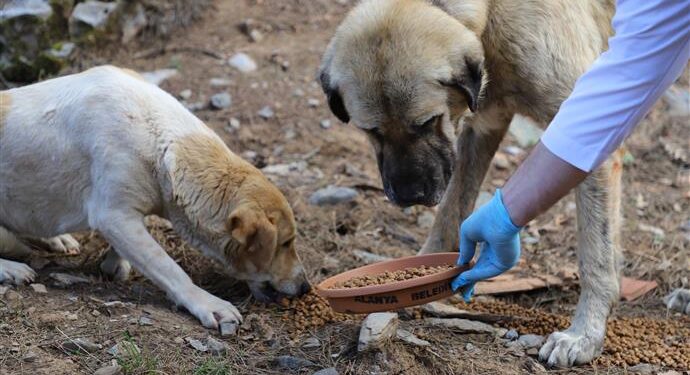 SOKAK HAYVANLARI ALANYA BELEDİYESİ İLE GÜVENDE