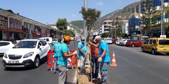 YENİ PRESTİJ CADDESİ ZAKKUM ÇİÇEĞİ İLE RENKLENİYOR