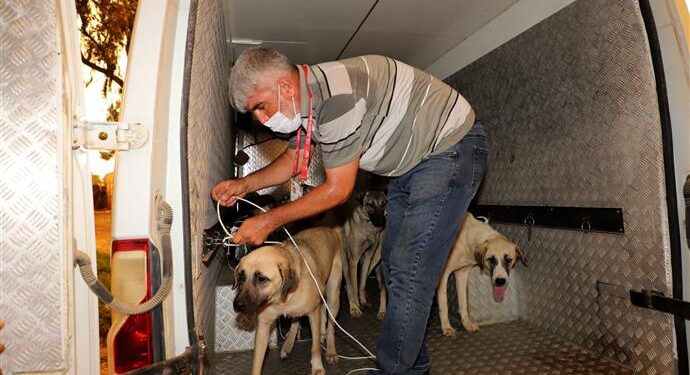 ALANYA BELEDİYESİ MANAVGAT HAYVAN BARINAĞINDAKİ CAN DOSTLARA YARDIM ELİ UZATTI