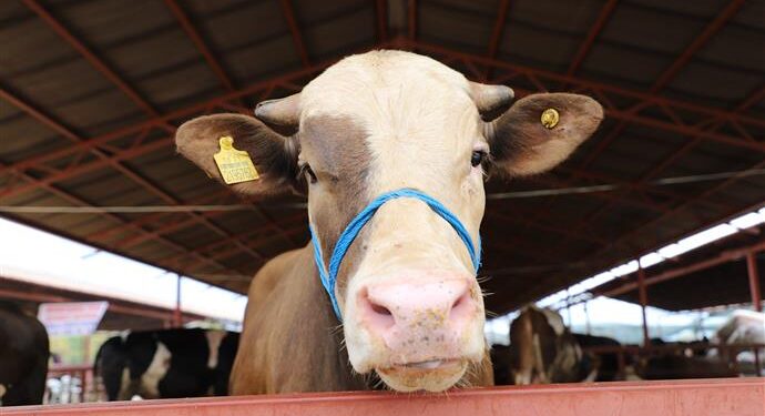 KURBANLIK SATIŞ VE KESİM YERLERİ BELLİ OLDU
