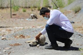SOKAK HAYVANLARI İÇİN YAYLALARDA HUMMALI ÇALIŞMA