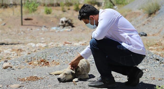 SOKAK HAYVANLARI İÇİN YAYLALARDA HUMMALI ÇALIŞMA