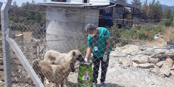 YANGINDAN ETKİLENEN SOKAK HAYVANLARINA ALANYA BELEDİYESİ’NDEN DESTEK