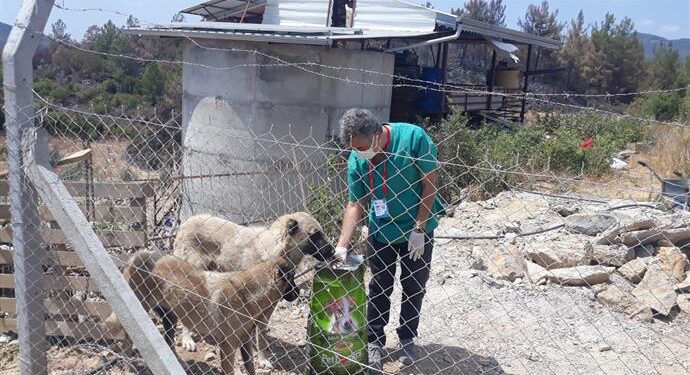 YANGINDAN ETKİLENEN SOKAK HAYVANLARINA ALANYA BELEDİYESİ’NDEN DESTEK