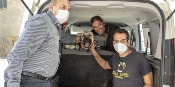 ARACIN ÇARPTIĞI SOKAK KÖPEĞİ ALANYA BELEDİYESİ’NCE YAPILAN TEDAVİNİN ARDINDAN SAHİPLENDİRİLDİ