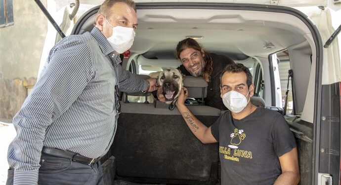 ARACIN ÇARPTIĞI SOKAK KÖPEĞİ ALANYA BELEDİYESİ’NCE YAPILAN TEDAVİNİN ARDINDAN SAHİPLENDİRİLDİ