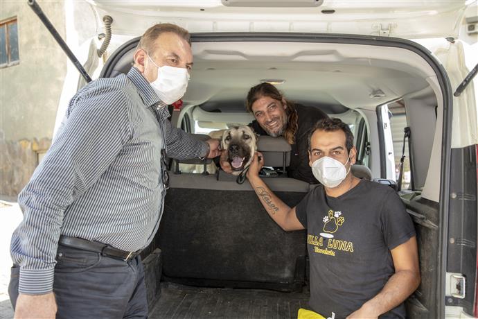 ARACIN ÇARPTIĞI SOKAK KÖPEĞİ ALANYA BELEDİYESİ’NCE YAPILAN TEDAVİNİN ARDINDAN SAHİPLENDİRİLDİ