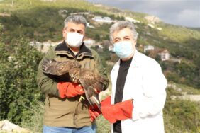 YARALI ŞAHİN TEDAVİSİNİN ARDINDAN DOĞAYA SALINDI