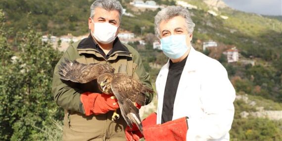 YARALI ŞAHİN TEDAVİSİNİN ARDINDAN DOĞAYA SALINDI