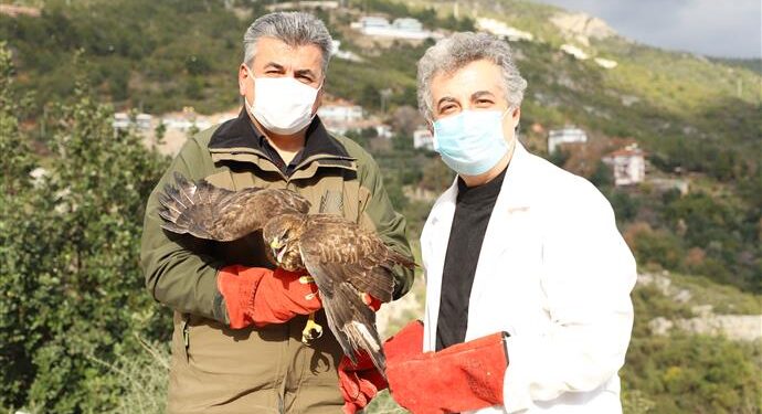 YARALI ŞAHİN TEDAVİSİNİN ARDINDAN DOĞAYA SALINDI