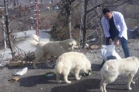 ALANYA BELEDİYESİ CAN DOSTLARA YARDIM ELİNİ UZATMAYA DEVAM EDİYOR