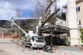 ALANYA BELEDİYESİ DOĞA MİRASI AĞAÇLARI UNUTMADI