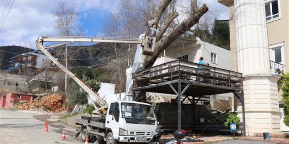 Alanya Belediyesi doğa mirası ağaçları unutmadı