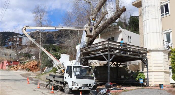 Alanya Belediyesi doğa mirası ağaçları unutmadı