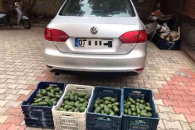 bahceden-4-kasa-avokado-calan-hirsizlik-suphe-14817561-amp