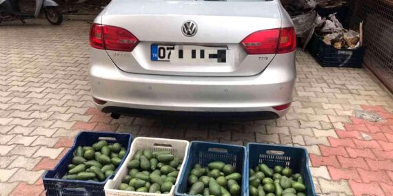 Kestel’de Avokado Hırsızlığı