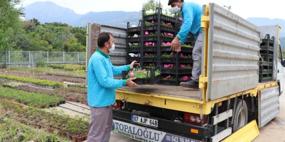 ALANYA BELEDİYESİ, MEVSİMLİK 600 BİN ÇİÇEĞİ KENTİN FARKLI NOKTALARIYLA BULUŞTURUYOR