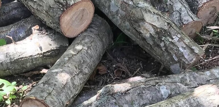 Alanya’da ‘Oduncu’ görünümlü dolandırıcılara dikkat