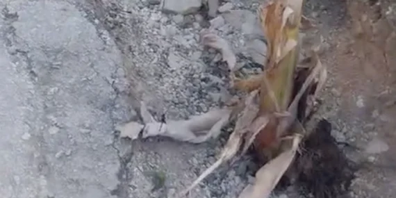 Mahmutlar’da  yapılmayan yollara muz ektiler!
