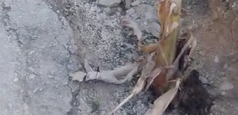 Mahmutlar’da  yapılmayan yollara muz ektiler!