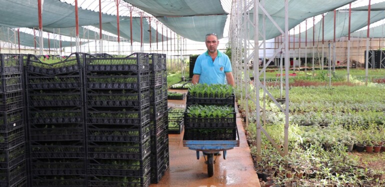 ALANYA BELEDİYESİ MEZARLIKLARDA 68 BİN ADET ÇİÇEĞİ ÜCRETSİZ DAĞITACAK