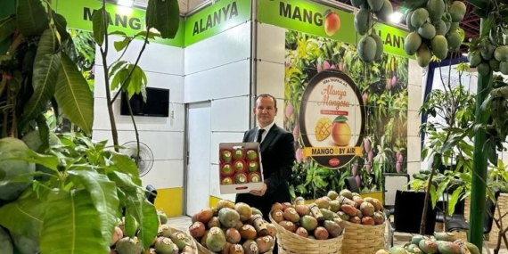 Ezici’den, erken mango hasadı tepkisi! ‘Çocuklarınıza helal para yedirin’