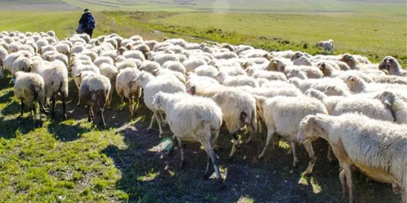 Türkiye Afganistan ile çoban pazarlığına oturdu