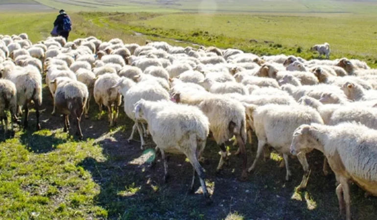 Türkiye Afganistan ile çoban pazarlığına oturdu