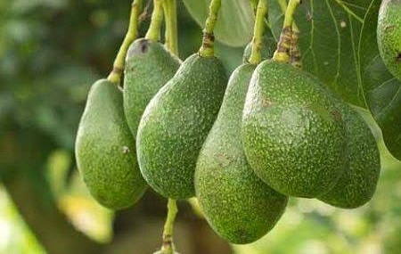 Alanya’da AVOKADO satışları dibi görüyor