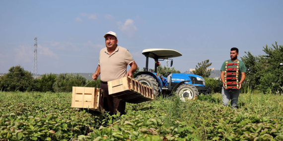 Alanyalı üreticilerin ‘Suriyeli’ endişesi