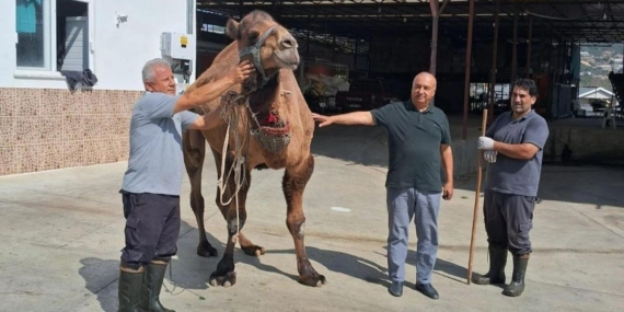 Kodal Deve Kesecek Etini İkram edecek.