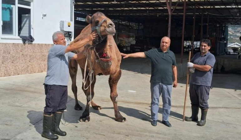Kodal Deve Kesecek Etini İkram edecek.